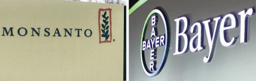 Monsanto bayer 16116